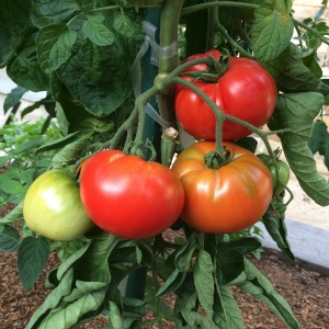 tomato tomatoes varieties heirloom organic pantano vegetables types grow romanesco fruit fresh australian salad vine organically farm cherry