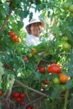 Tomato Plant Care–Steve Tying Tomatoes
