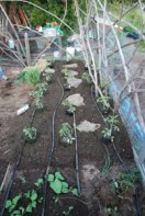 Set Out Tomato Seedlings for Planting
