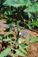 Pruning Indeterminate Tomatoes 3