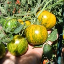 Salad Tomato Varieties—'Green Zebra', a tart green heirloom salad tomato