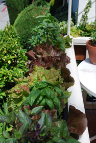 Lettuces and Basil Growing in a Window Box 4