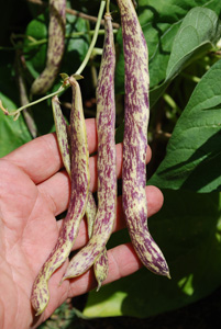 'Dragon Tongue' Bush Bean