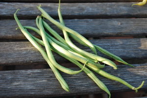 'Rolande' Bush Beans