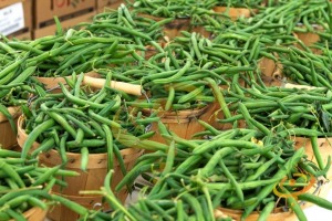 Bush Bean Varieties-'Tendergreen'