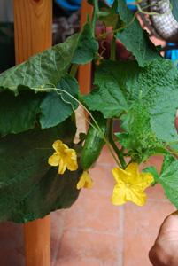 Growing Cucumbers in Containers:  'Bush Slicer', First Fruit
