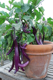 Growing Eggplant 'Farmer's Long Purple'<br/> in a Clay Pot