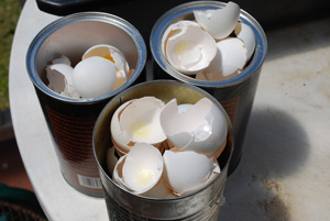 Dry Eggshells out in a Coffee Can on Top of the Fridge