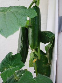 Cucumber Varieties—'Bush Slicer'