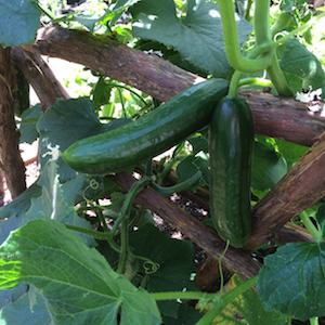 Cucumber Varieties, Types of Cucumbers, Varieties of Cucumbers