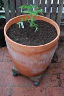 'Carmello' Tomato Growing in a 15-gallon Terra-Cotta Pot--Start