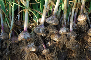 Harvesting Garlic ‘Inchileum Red’