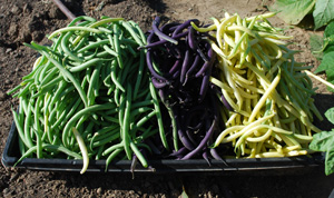 Green bean harvest