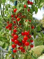 Growing Tomatoes in Containers, Growing Tomatoes in Pots, Container ...