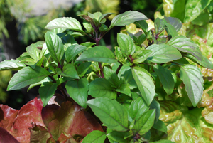 Basil Varieties—‘Mexican Cinnamon’