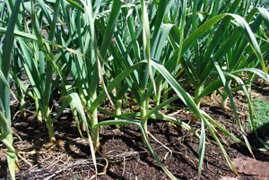 Growing Garlic—‘Music’