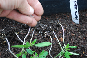 Inoculating Tomato Seedlings with Mycorrhizae 3