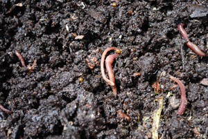 Compost Worms in Fresh Worm Castings