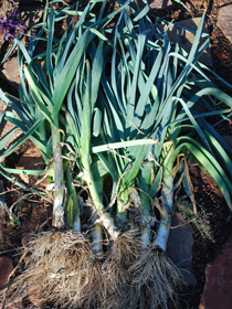 Harvesting Leeks