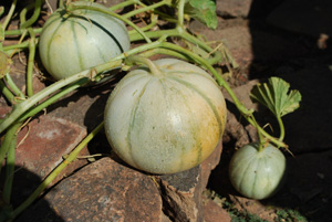 ‘Charentais’ Melons, a Good Choice for Cool-Summer Gardens