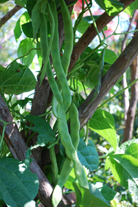 'Spanish Musica', a.k.a. 'Spanish Miralda' Green Beans on the Vine