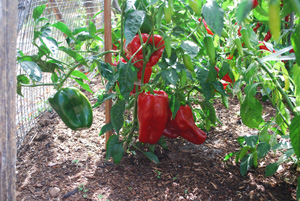 'Ace' Red Bell Pepper