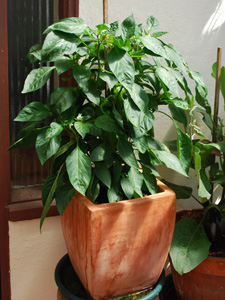 'Vidi' Red Bell Pepper Growing in a Terra-Cotta Pot