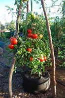 ‘Carmello’ Tomato Growing in a 10-gallon Smart Pot