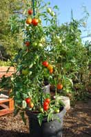 'Early Girl' Tomato Growing in a 15-gallon Plastic Pot
