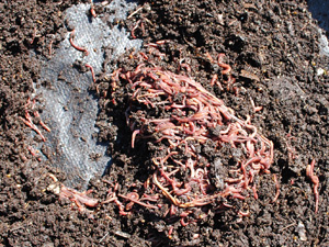 After the Sun has Driven the Worms to the Bottom of Each Mound, Scrape the Worm Castings off the Top, and Place the Worms in a New Worm Bin