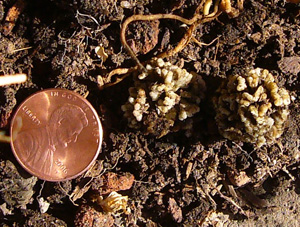 Rhizobia Colonies on Green Bean Roots—Size Comparison