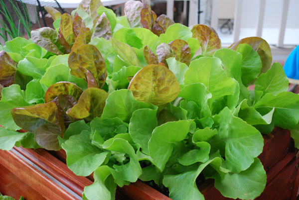 https://www.grow-it-organically.com/images/salad-scape001-lg.jpg