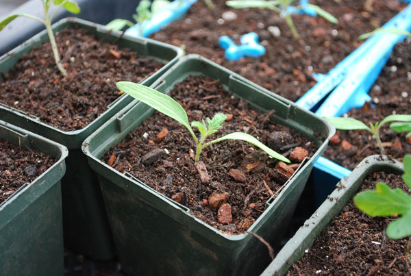 fertilizing tomato seedlings