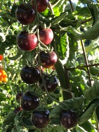 Tomato Varieties—'Black Strawberry' on the Vine