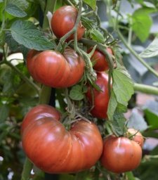 Beefsteak Tomato Varieties—'Cherokee Purple' is a beautiful heirloom beefsteak tomato with a rich, smokey sweetness.  A clear favorite among our clients.