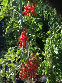 'Crokini' Tomato Clusters growing on the Vine