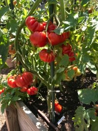 Beefsteak Tomato Varieties—'Genuwine' is an 