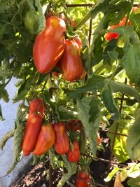 Gilbert Paste is a huge, dense sauce tomato.