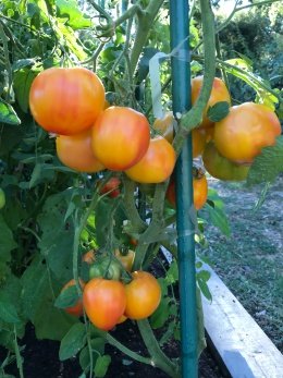 'Hillbilly' tomatoes are huge yellow beefsteak tomatoes with red streaks through the flesh