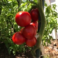 Salad Tomato Varieties—'New Girl' produces abundant trusses of small salad tomatoes even in cool-summer gardens