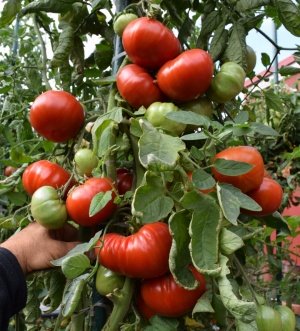 Heirloom Tomato Varieties—'Pantano Romanesco'