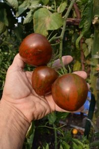 Salad Tomato Varieties—'Pink Boar' is a richly flavored, reddish purple salad tomato that also makes great sauces.