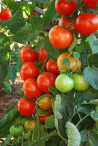 Tomato Varieties—'Sweet Cluster' on the Vine 1